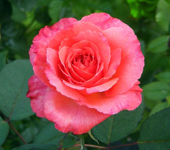 Sedona photo sed2012_07240134_zps6c7a04c5.jpg